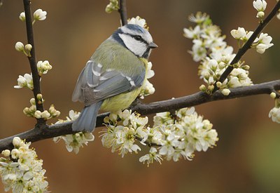BUITEN BEELD Foto: 27896