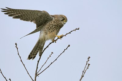 BUITEN BEELD Foto: 27898