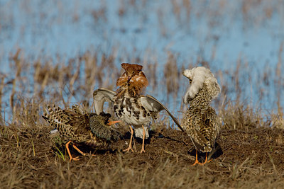 BUITEN BEELD Foto: 27917
