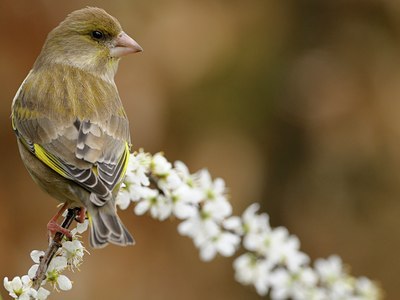 BUITEN BEELD Foto: 27978