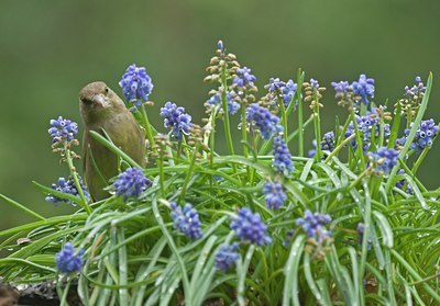 BUITEN BEELD Foto: 27983