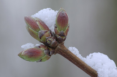 BUITEN BEELD Foto: 27990