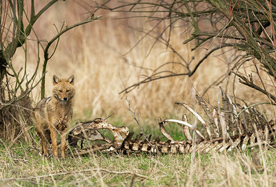 BUITEN BEELD Foto: 279033