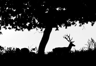 BUITEN BEELD Foto: 279035