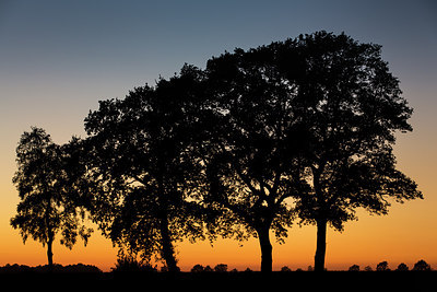 BUITEN BEELD Foto: 279041