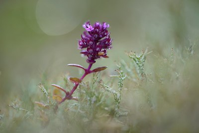 BUITEN BEELD Foto: 279043