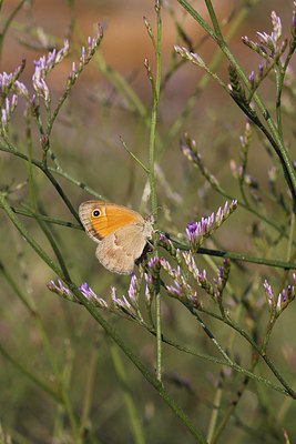 BUITEN BEELD Foto: 279045