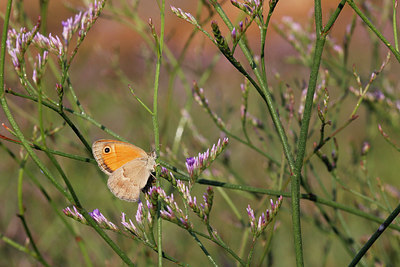 BUITEN BEELD Foto: 279047