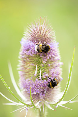 BUITEN BEELD Foto: 279065