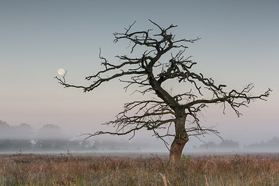 BUITEN BEELD Foto: 279091