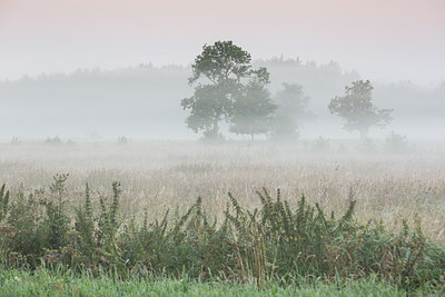 BUITEN BEELD Foto: 279098