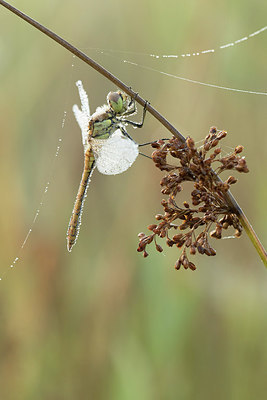 BUITEN BEELD Foto: 279107