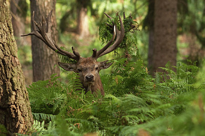 BUITEN BEELD Foto: 279133