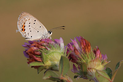 BUITEN BEELD Foto: 279140