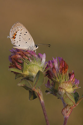 BUITEN BEELD Foto: 279141