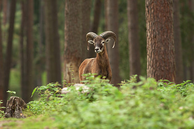 BUITEN BEELD Foto: 279160