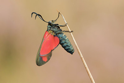 BUITEN BEELD Foto: 279177