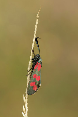 BUITEN BEELD Foto: 279178