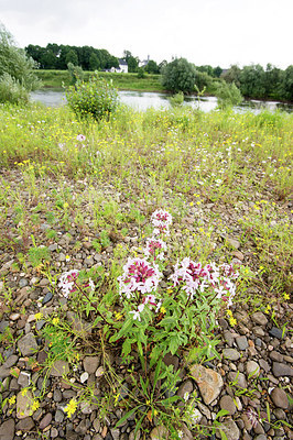 BUITEN BEELD Foto: 279209