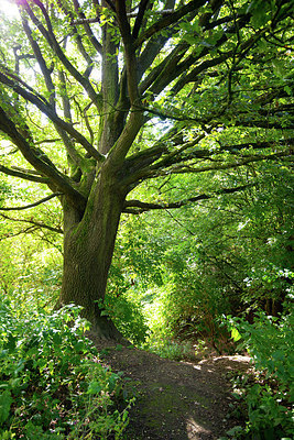 BUITEN BEELD Foto: 279222