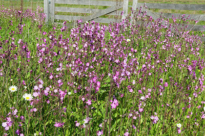 BUITEN BEELD Foto: 279261