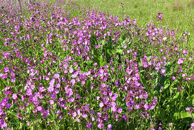 BUITEN BEELD Foto: 279263