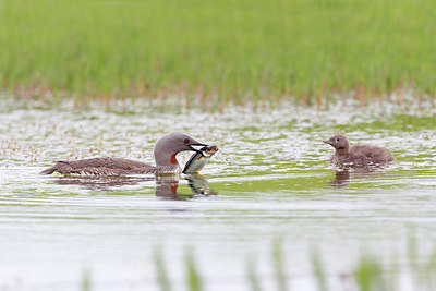 BUITEN BEELD Foto: 279292