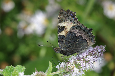 BUITEN BEELD Foto: 279342