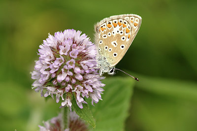 BUITEN BEELD Foto: 279345