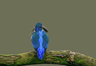 BUITEN BEELD Foto: 279348