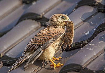 BUITEN BEELD Foto: 279351