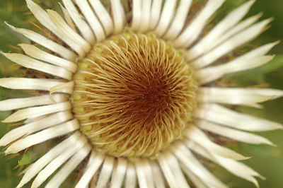 BUITEN BEELD Foto: 279353