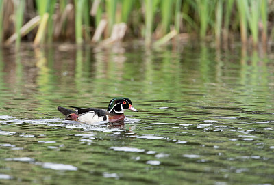 BUITEN BEELD Foto: 279359
