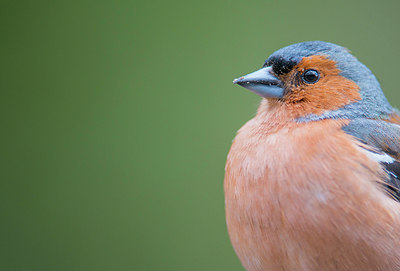 BUITEN BEELD Foto: 279380