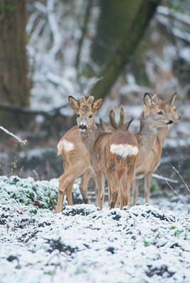 BUITEN BEELD Foto: 279394