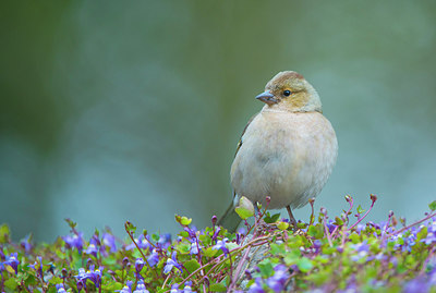 BUITEN BEELD Foto: 279409