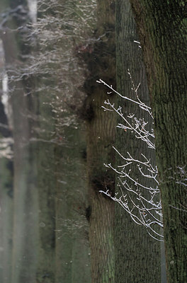 BUITEN BEELD Foto: 279450
