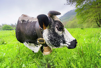 BUITEN BEELD Foto: 279504