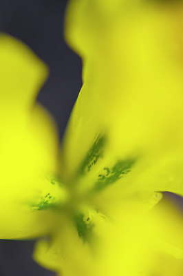 BUITEN BEELD Foto: 279530