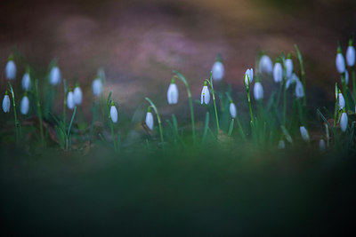 BUITEN BEELD Foto: 279536