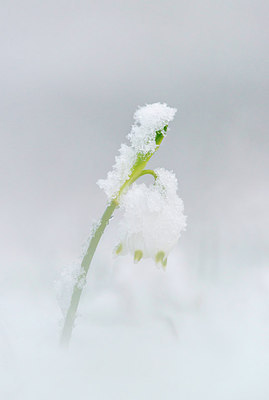 BUITEN BEELD Foto: 279570