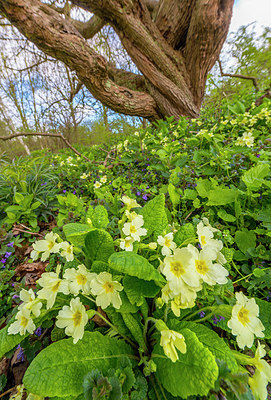 BUITEN BEELD Foto: 279623