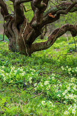 BUITEN BEELD Foto: 279631