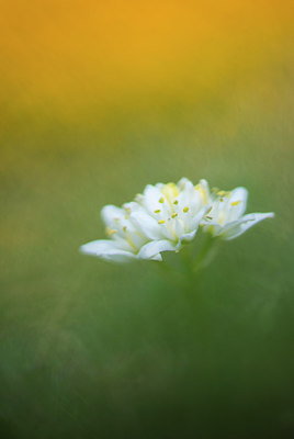 BUITEN BEELD Foto: 279656