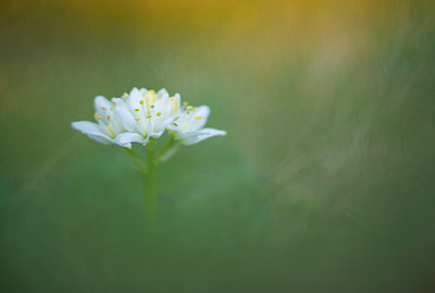 BUITEN BEELD Foto: 279660