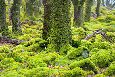 BUITEN BEELD Foto: 279674