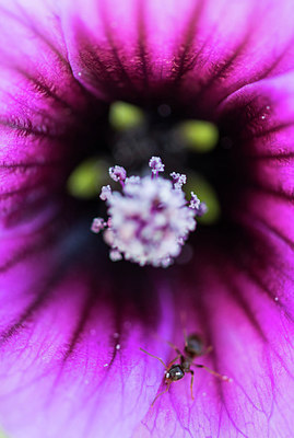 BUITEN BEELD Foto: 279750