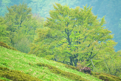 BUITEN BEELD Foto: 279765