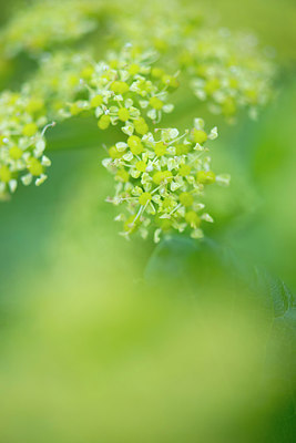 BUITEN BEELD Foto: 279802