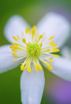 BUITEN BEELD Foto: 279828